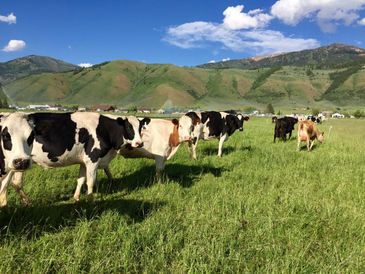 Shumway Farms SLOW FOOD IN THE TETONS